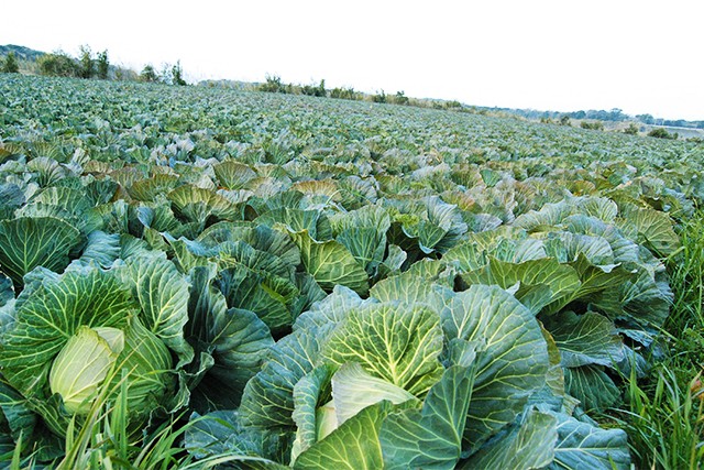 五味八珍の野菜たっぷり浜松餃子 3