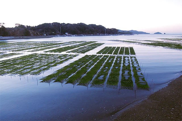 五ヶ所湾 あおさ 3