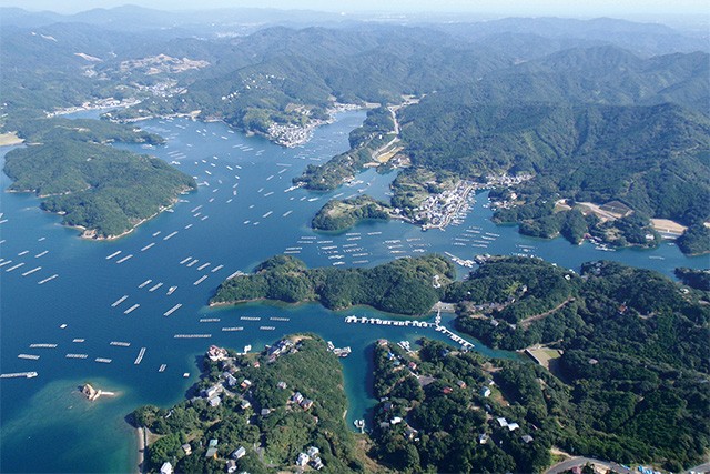 五ヶ所湾 あおさ 4