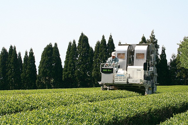 出雲国より縁結びのお茶 4