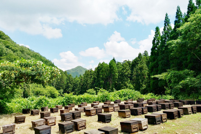 美甘養蜂園の岡山県産蜂蜜詰め合わせ 4