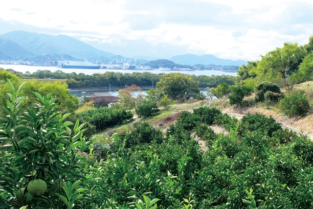 佐木島産じゃがいも 4